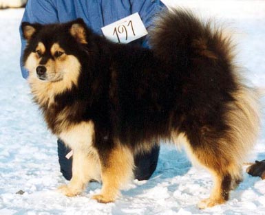 are lapphund noisy