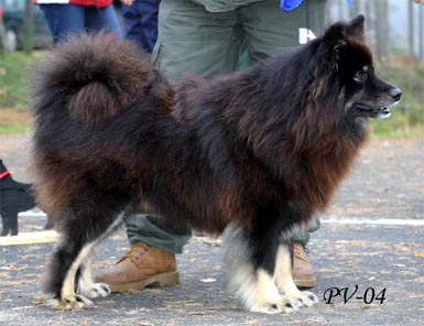 what can i do to relieve itching in my finnish lapphund